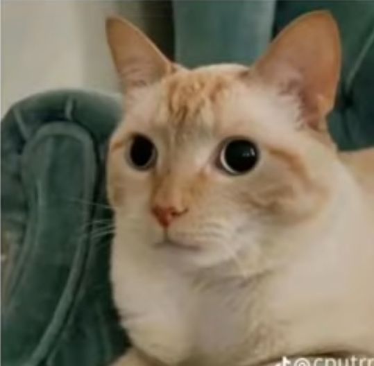 Concerned cat watching WebSim shutdown